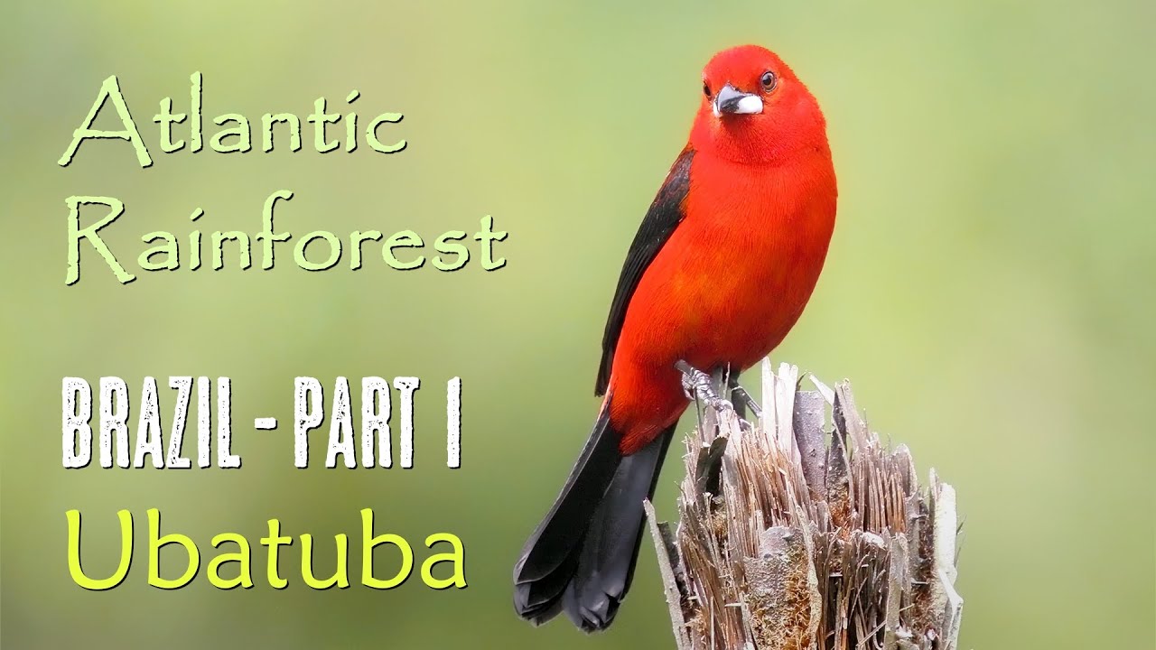 Amazing Brazil | Birds of the Atlantic Rainforest | Ubatuba
