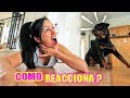 Fingiendo mi MUERTE delante de mi PERRO! Como Reacciona un Rottweiler | SandraCiresArt