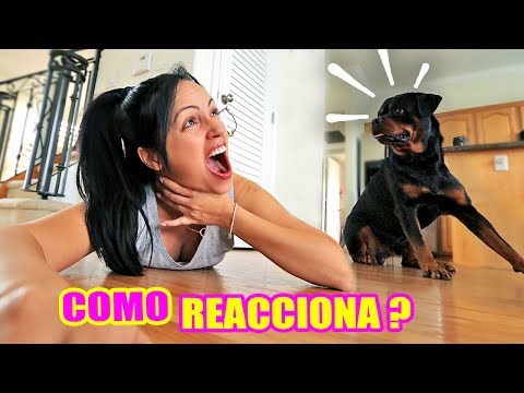 Video: ¿Cómo rompo el hábito si mi Rottweiler intenta asustar a la gente pero no muerde?