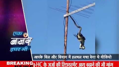 Big #snake catches the #bird in the electricity Pole.... #python trying to eat a #currawong #crow