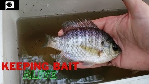 how to keep bait fish alive for fishing hack