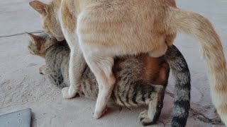 CATS MATING CLOSELY RECORD UNSUCCESSFULLY