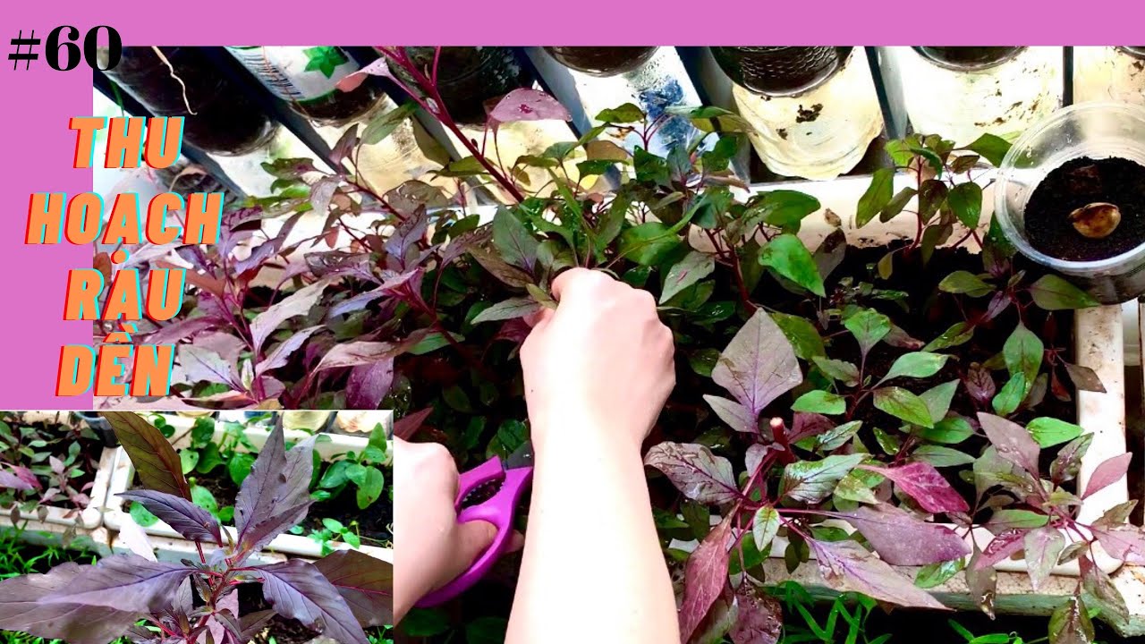 #60 cách trồng rau dền từ gốc - thu hoạch rau dền | harvest amaranth at ...