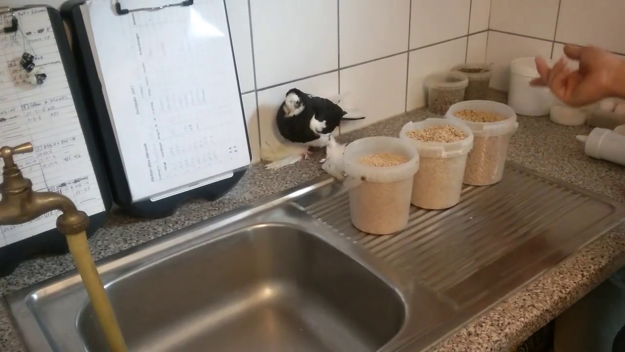 Искутвеное выкармливание голубей