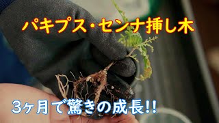 ​【挿し木・根挿し15個セット】センナ・パキプス・プセウドボンバックス 塊根植物 挿し木・根挿し15個セット】センナ・パキプス・プセウドボンバックス