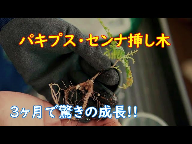 センナとパキプスの挿し木3カ月後!!オペルクリカリアパキプス 挿し木