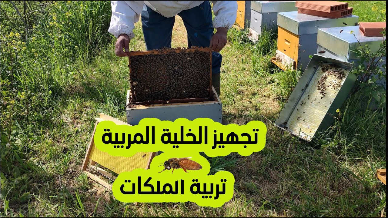 تربية النحل :سلسلة تربية الملكات/تجهيز الخلية المربية -الجزء التاني /ح 38🔵