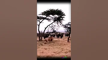Tanzania National Park 