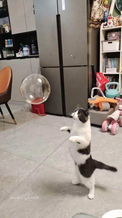 Котик и шарик #прикол #животные #котики - YouTube