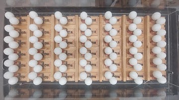 Mousetrap Chain Reaction