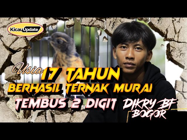 ANAK MUDA 17 TAHUN II ASAL BOGOR II BERHASIL TANGKAR MURAI BATU II DIKRY BF class=