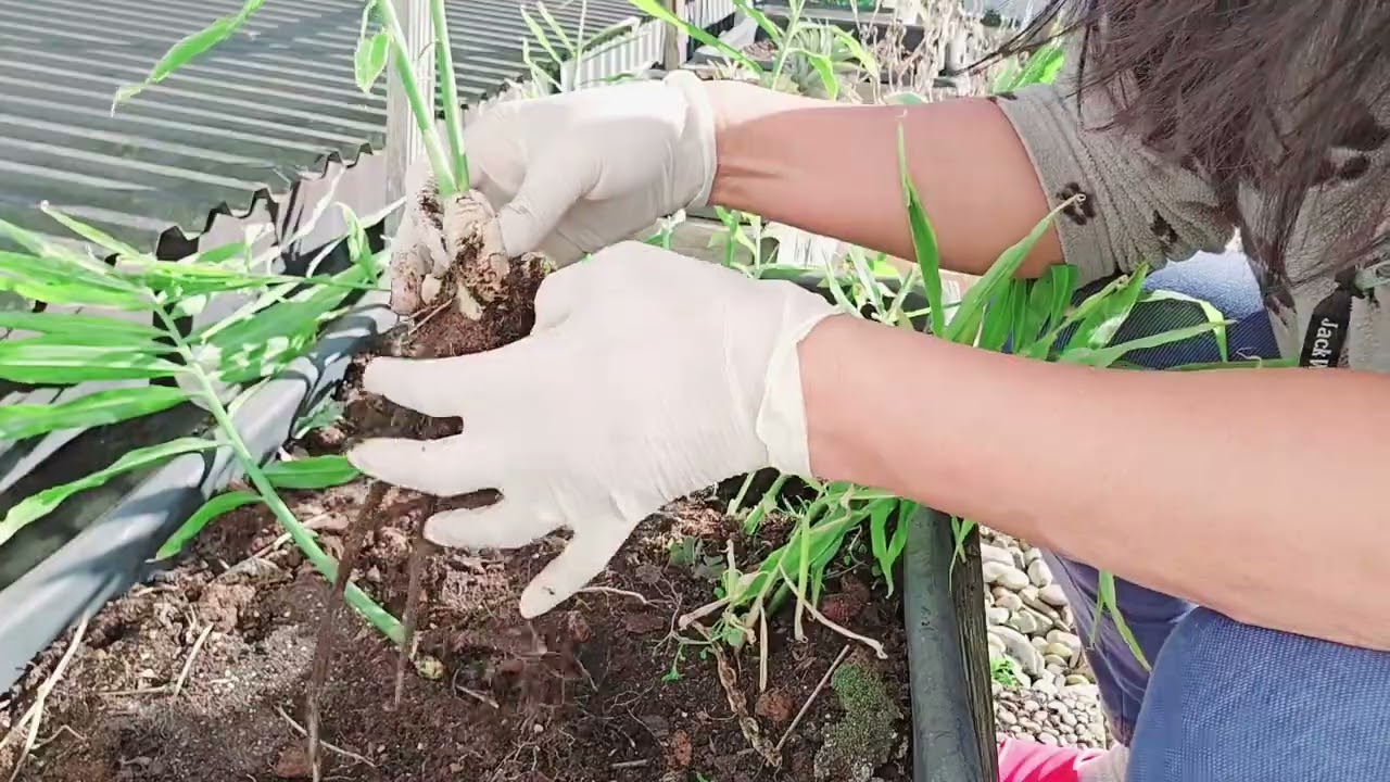 harvesting organic  ginger in my balcony
