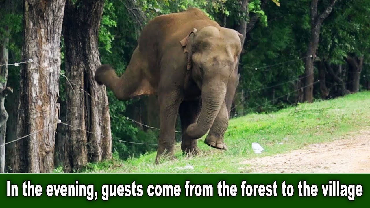 In the evening, guests come from the forest to the village | शाम को जंगल से गांव में मेहमान आते हैं