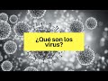 ¿Qué son los virus? 🦠
