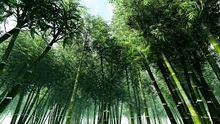 LED Background - Bamboo Forest 9