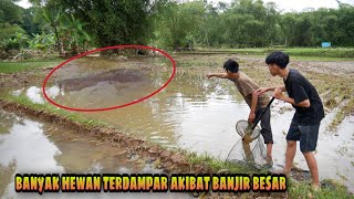 Rezeki Nomplok!!! Ikan Monster ini Terdampar Akibat Banjir Besar