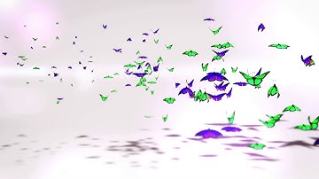 Colorful Butterflies  Logo Intro 19