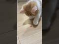 スイカで遊ぶのんしゃん#cat #cats #猫 #猫のいる暮らし #ミヌエット