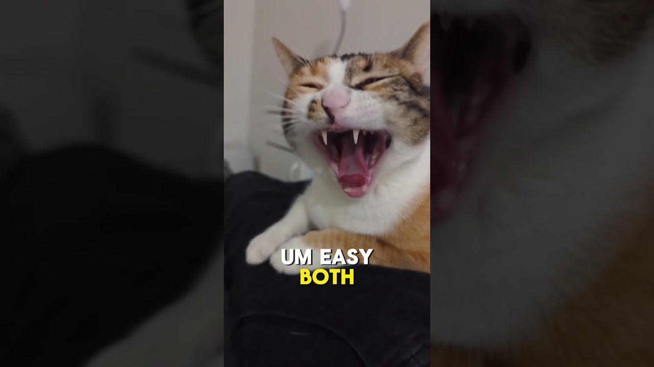 Every house cat ever. #theoffice #cat #funnycats #catsshorts #funnycatshorts #officeshorts #shorts