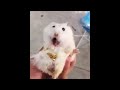 Funny and cute animals compilation 2020  cat 2020   1