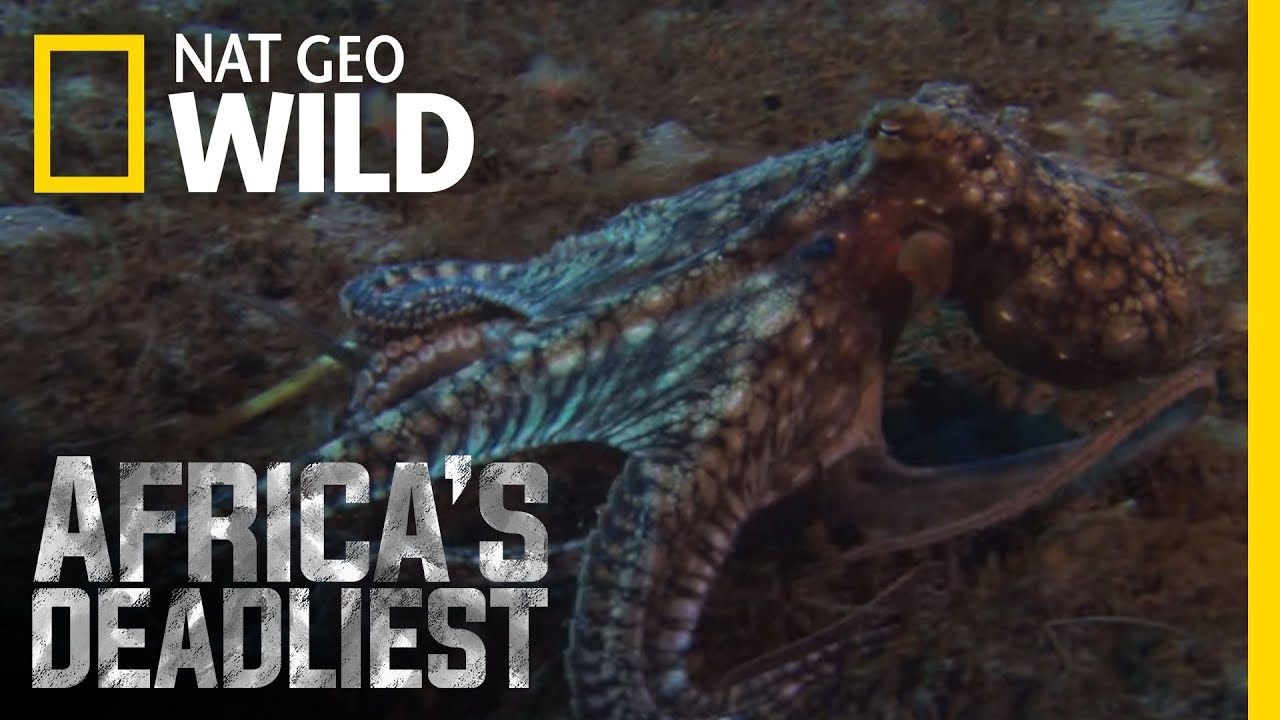 national university admission Mantis Shrimp Strikes Back | Africa's Deadliest