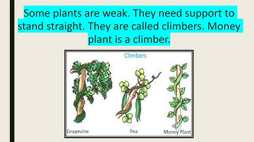 Class 1, Chapter -18 EVS Plants around us