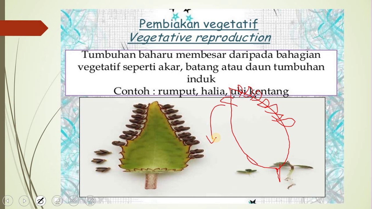 Sains Tingkatan 1 - Pembiakan - YouTube