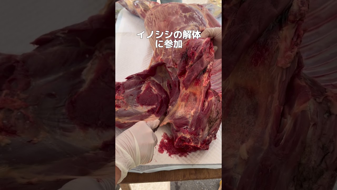 モリアオガエルの卵を初めてみました🐸✨イノシシ解体・山散策など