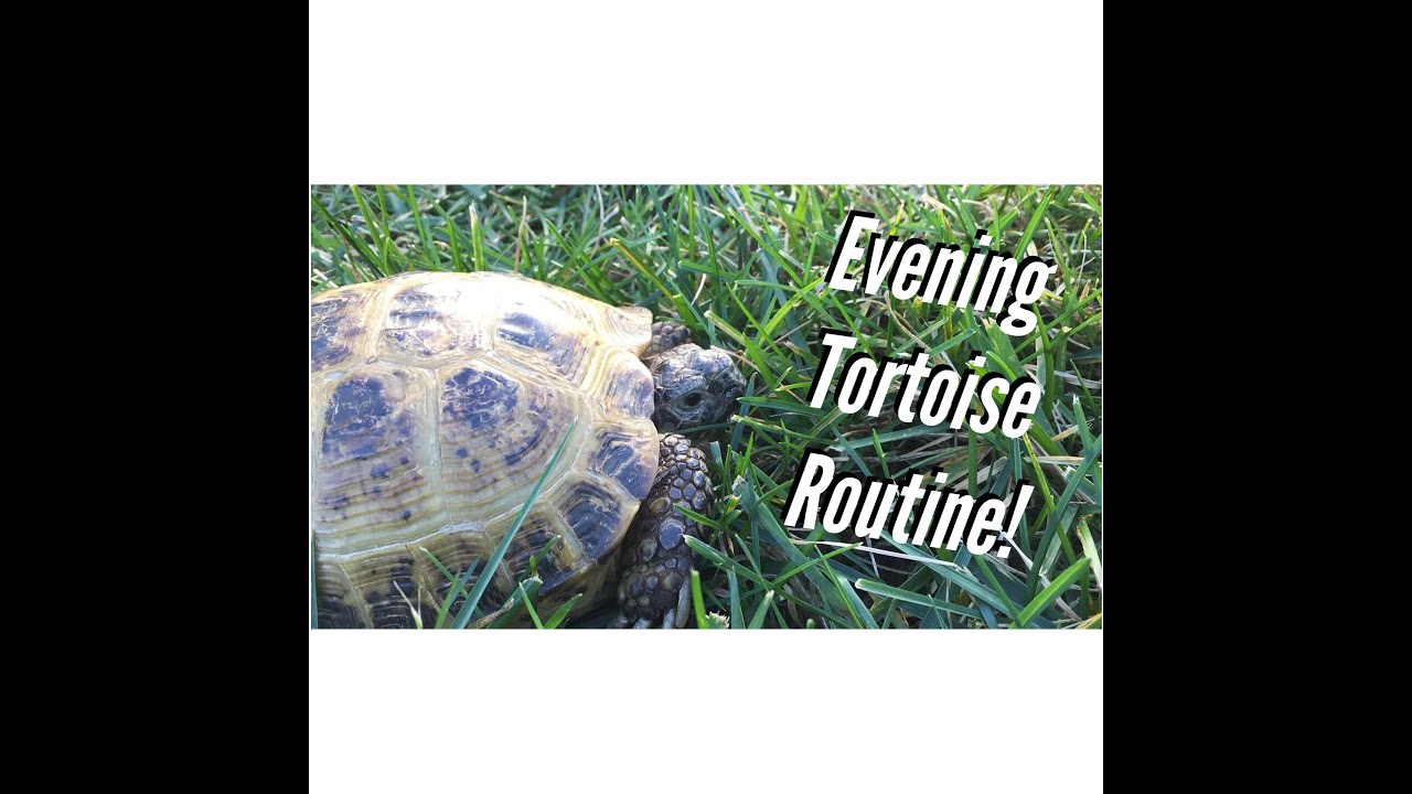 Evening in the Life of a Tortoise! Routine
