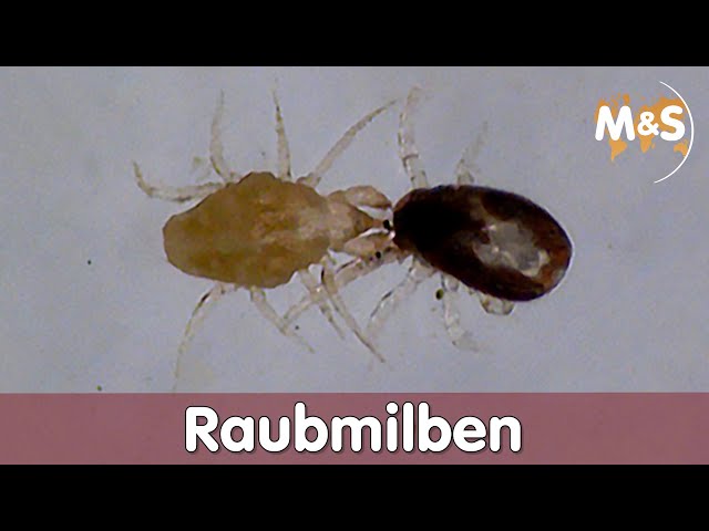 Video-Vorschaubild