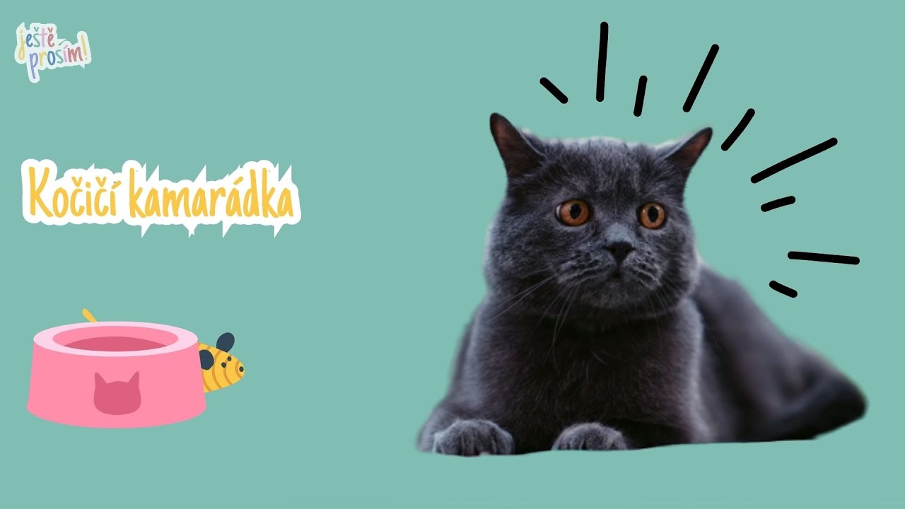 Kočičí kamarádka | Písničky pro malé děti | Zvířátka