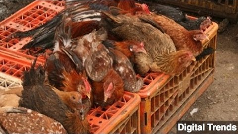 New Bird Flu Strain Infects First Human