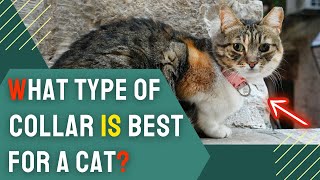 What Type of Collar is Best for a Cat? A Guide for Cat Owners
