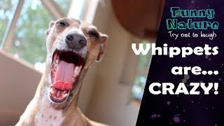 Whippet compilation  Whippet is the new Shibe  Funny Nature