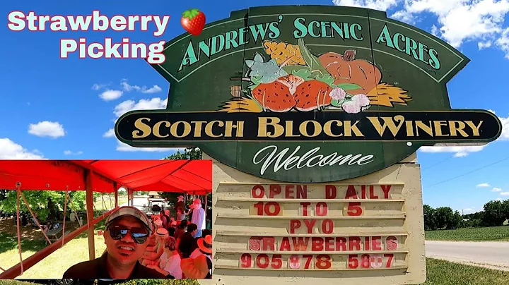 Buhay Canada Strawberry Picking at Andrews Farm Ma...