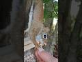 So Grabby Lately 😂😂 Sweet Betty #Squirrel #friends #wildlife #love #nature #thankful