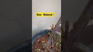 Rose Cuttings Fail rose 🌹 😞 😣 😩 ! #plantcaretips #gardening #rose