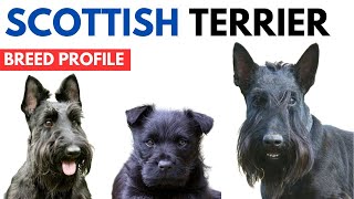 Scottish Terrier Breed Profile History  Price  Traits  Grooming Needs  Scottish Terrier Lifespan