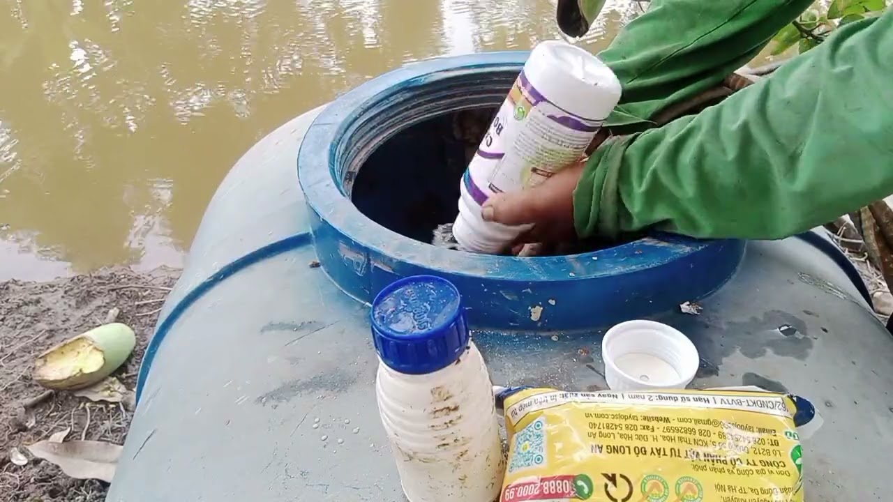 Phung thuốc rửa bông xoài đài Loan đang nở 