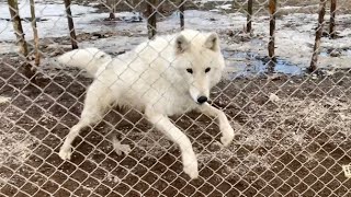 Арктическая Волчица сперва хотела напасть, а затем дала погладить нос. Охотники вернулись из леса.