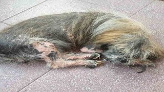 The stray dog slept soundly after coming to the girl's house, his fur pitifully ragged.