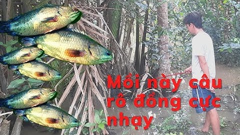 Mồi này Câu cá rô đồng cực nhạy |giật mõi tay |Lư vũ vlog