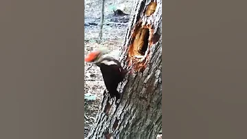 Beautiful Woodpecker Original Sounds Satisfying Short 