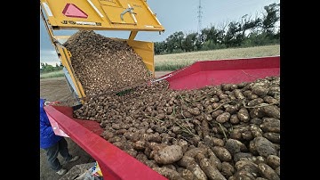 Our automated Potato sorting packing line does it all. Large capacity! Low cost!