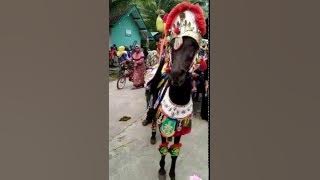 Kuda cerdas-atraksi kuda dan drum band keren 2016