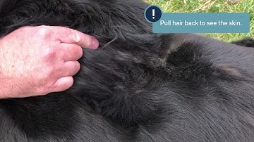 How to Check for Ticks on Your Pet | MedVet