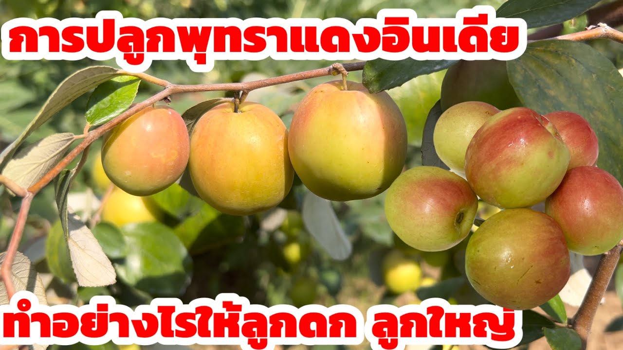 วิธีการปลูกพุทราแดงอินเดีย ทำอย่างไรให้ลูกดก ลูกใหญ่ ที่สวนปารินทร์เกษตรผสมผสาน