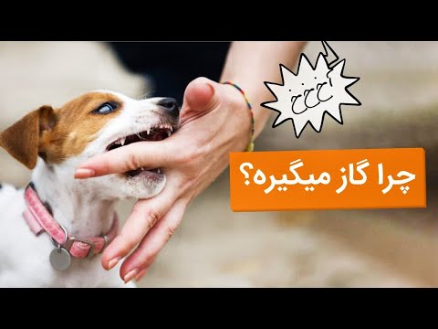 تصویری: چگونه جلوی گاز گرفتن دست بچه گربه را بگیریم