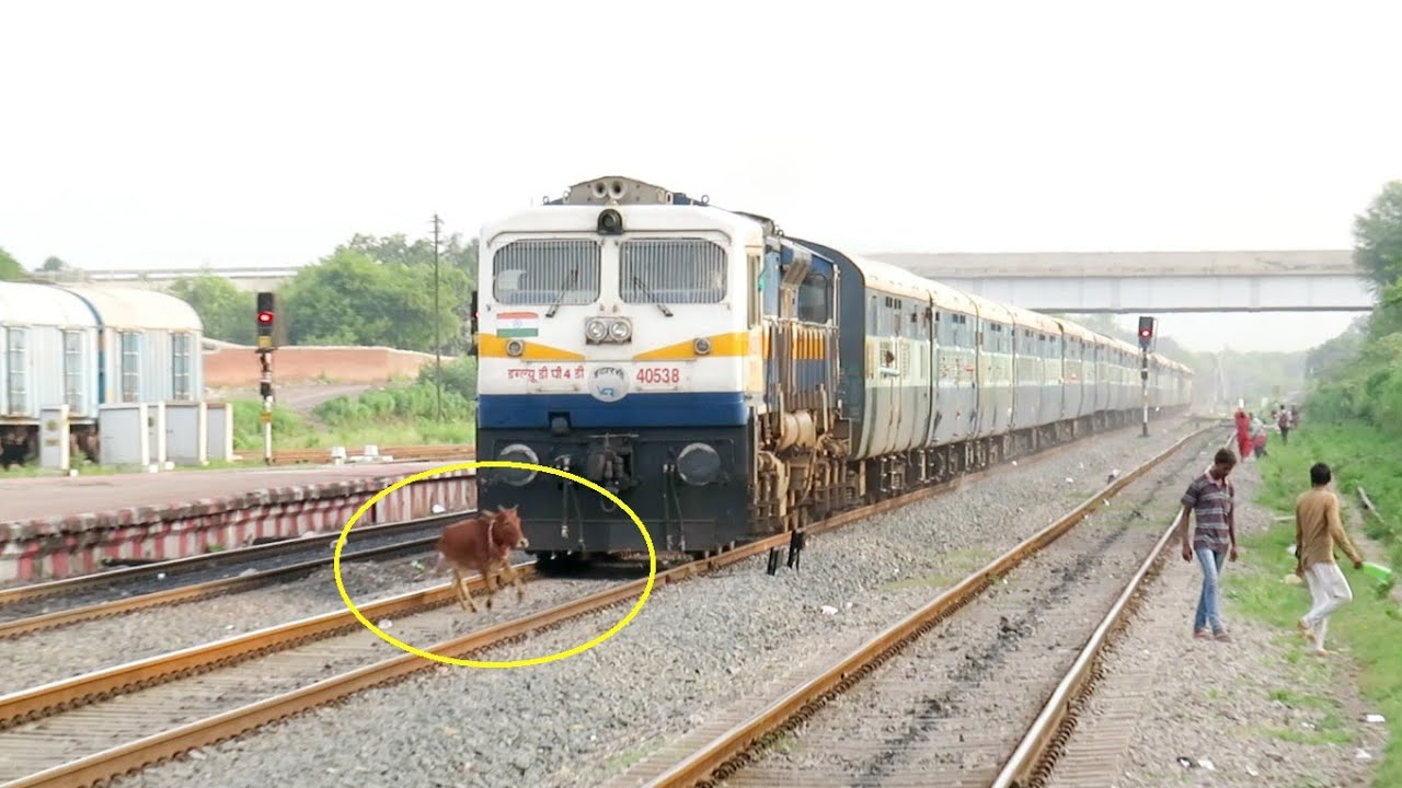 Live Run over  Speedy Train Hits Cow  Patliputra Ltt Superfast