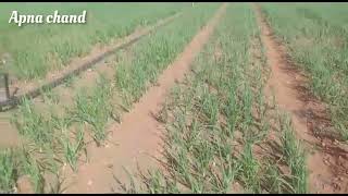 Cyprus with onion fields | Village life punjab apna chand vlogs